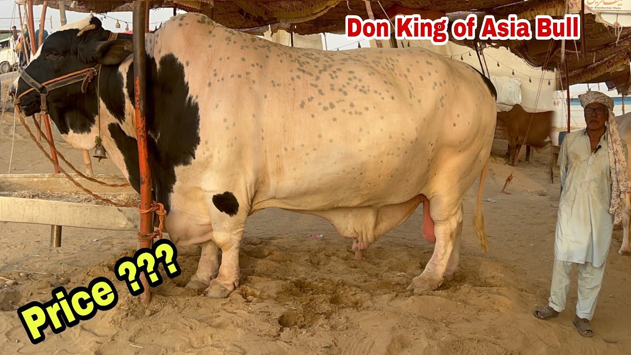 Don King of Asia Bull Price today Revealed by Baba Saleem in Northern Bypass Maweshi Mandi Karachi