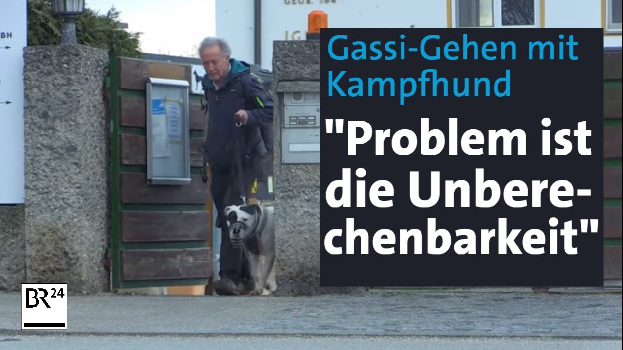 In Bayern verboten: Kampfhunde. Aber wie geht man mit Tierheim-Abnahmen Gassi? | Abendschau | BR24