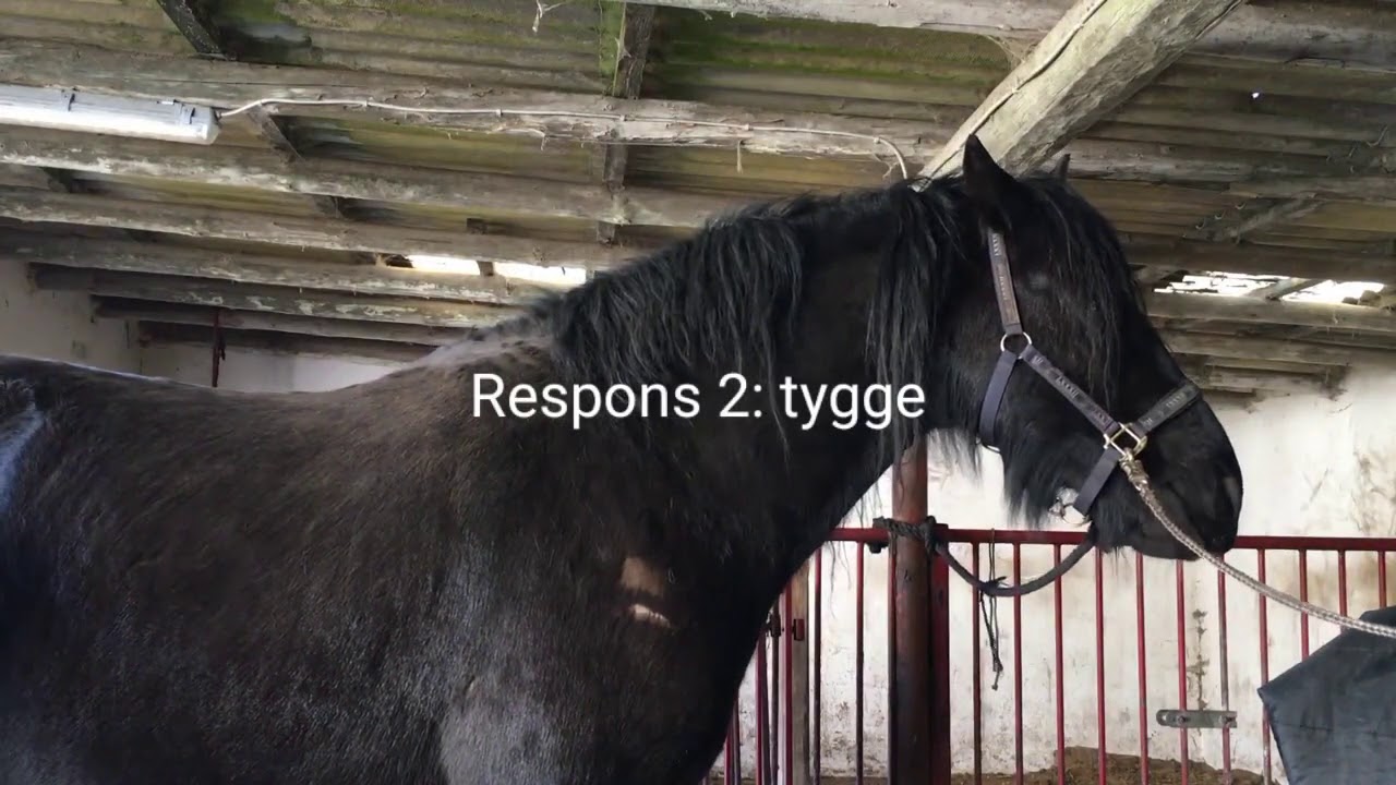 Afsp&aelig;ndingsresponser p&aring; hestemassage