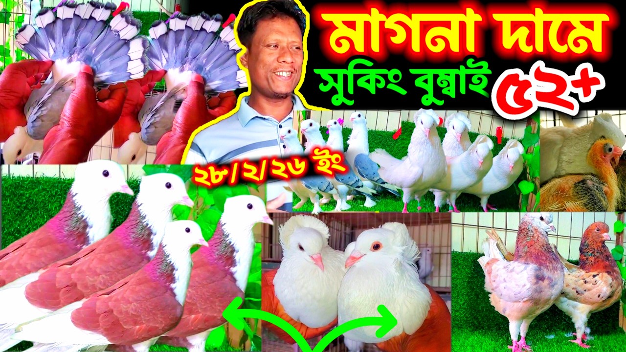 100% কোয়ালিটি ফুল কবুতর এইখানে | শতভাগ ডিম সহ বাচ্চা সহ কবুতর কিনুন খামার থেকে | বুম্বাই সুকিং রেসার