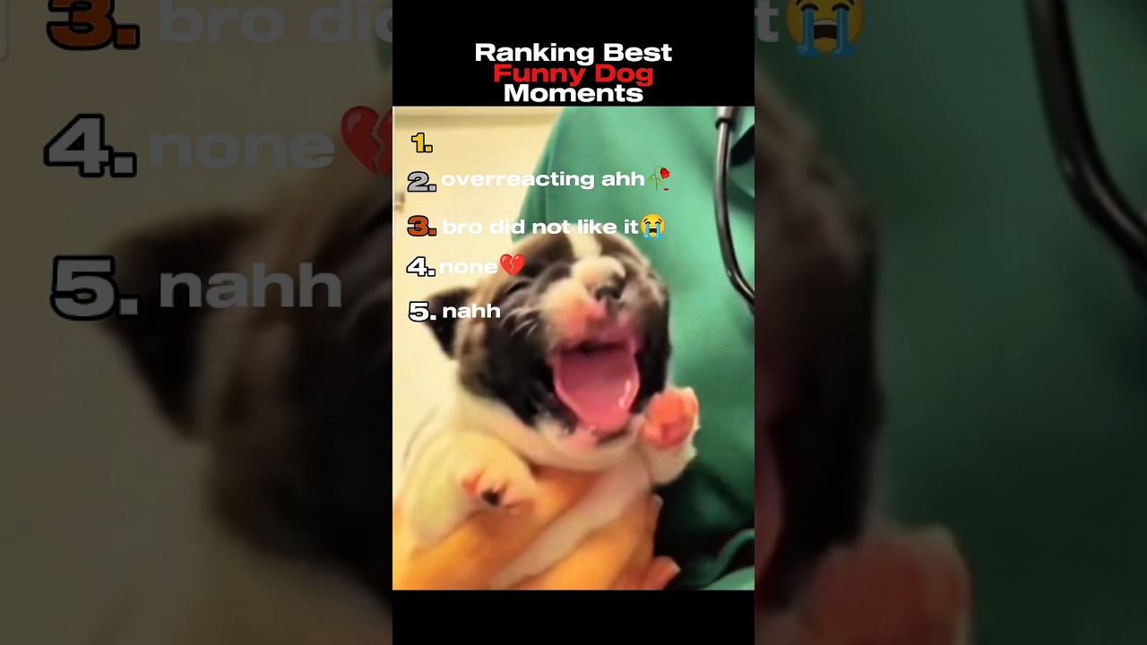 Funny ahh Zawg💔🥀 #dog #ranking #funny #memes #animals