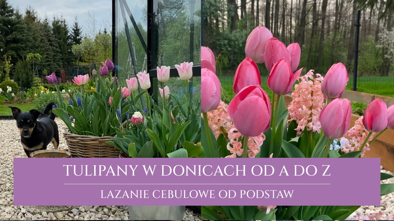 Tulipany w donicach od podstaw | jak obsadzać donice cebulami | gdzie przechowywać