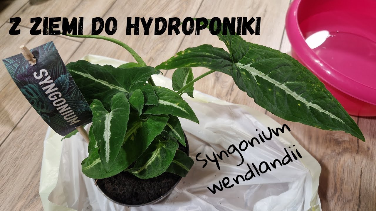 Z ziemi do hydroponiki - Syngonium wendlandii / Co ja paczam w LeroyMerlin