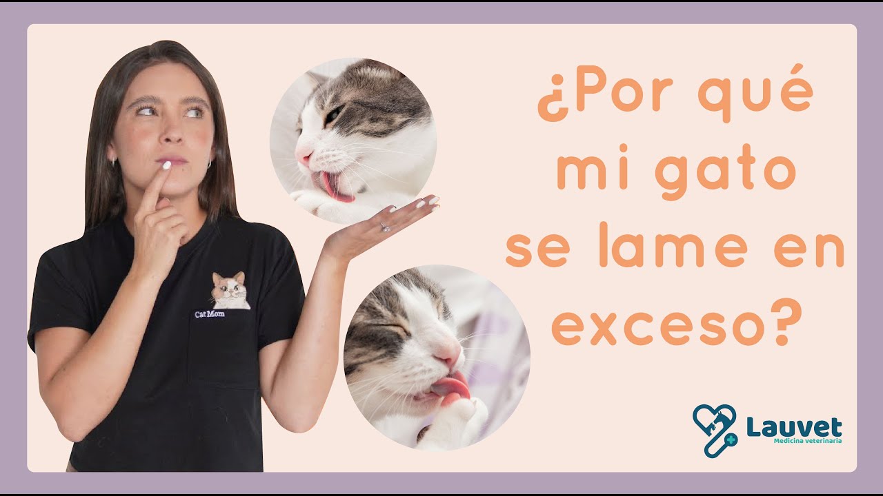 ¿POR QUÉ MI GATO SE LAME MUCHO? | Causas principales y cómo evitarlo - Lauvet