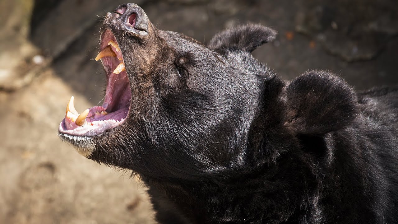 WILD BEAR RESCUE | The Largest Animal Shelter for Black Bears | 4K