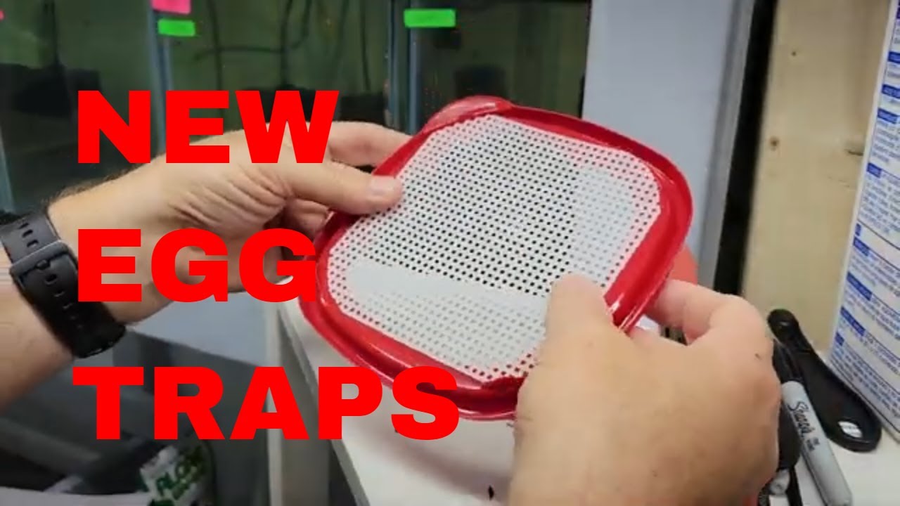 Making Egg Traps for Egg Scattering Fish