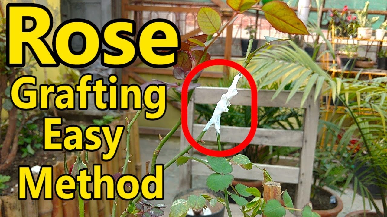 How to Graft English Rose With Desi Rose | Easy Method of Grafting