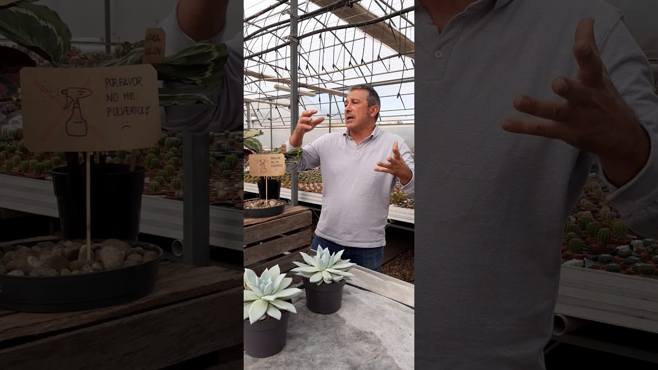 ¿Es necesario pulverizar las hojas de nuestras plantas?