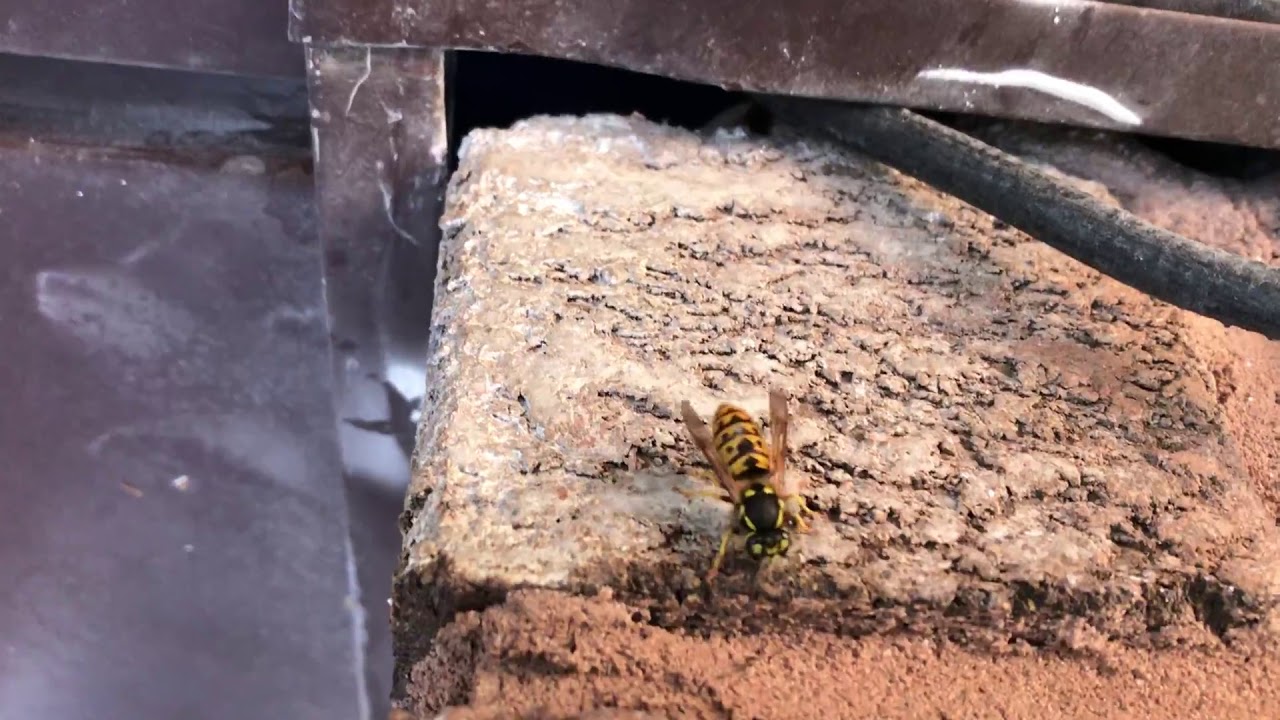 Yellow Jacket Inspection & Treatment - Affordable Pest Control Toronto | Get Free Pest Inspection