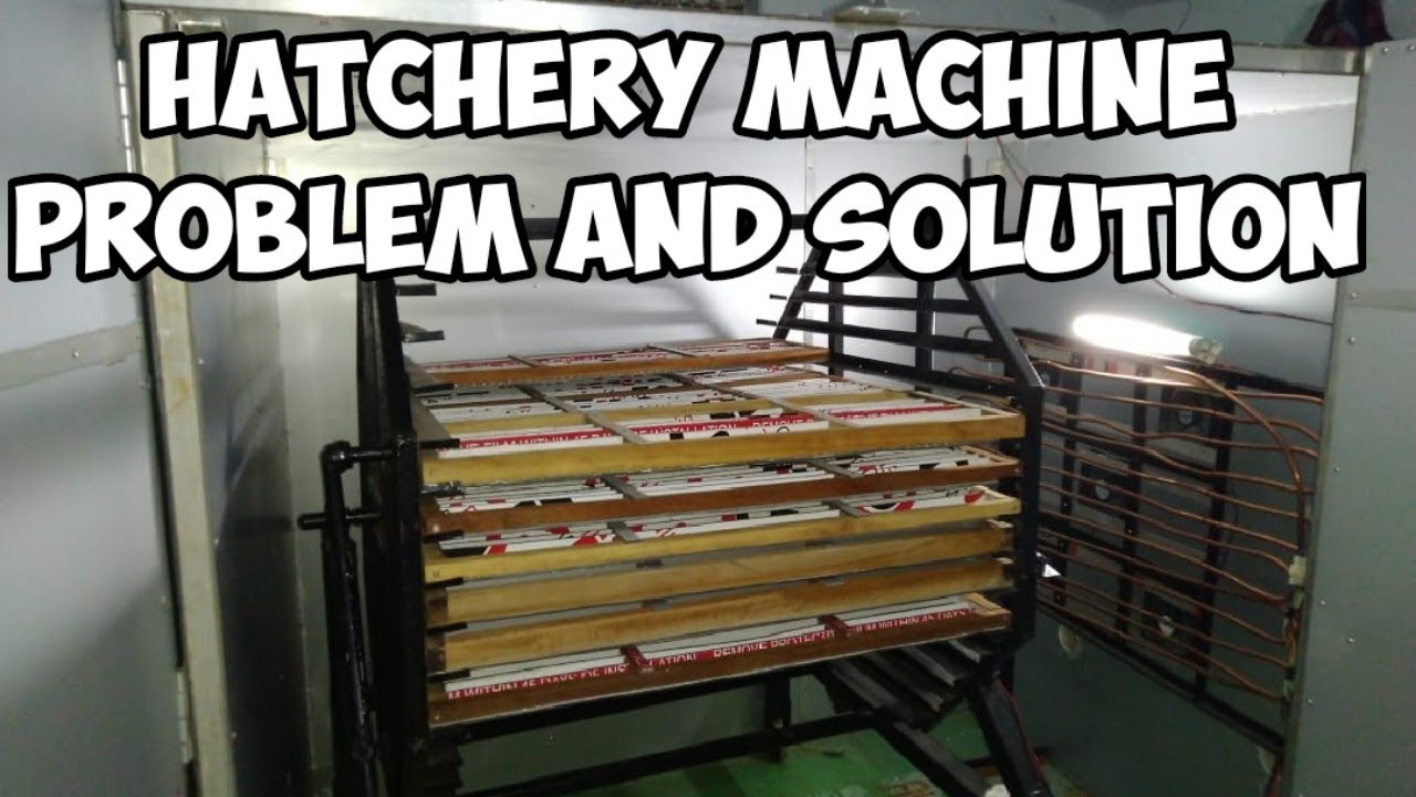 Hatchery Machine Problem and Solution | Repair | Maintenance | Egg Incubator | Basics | Service