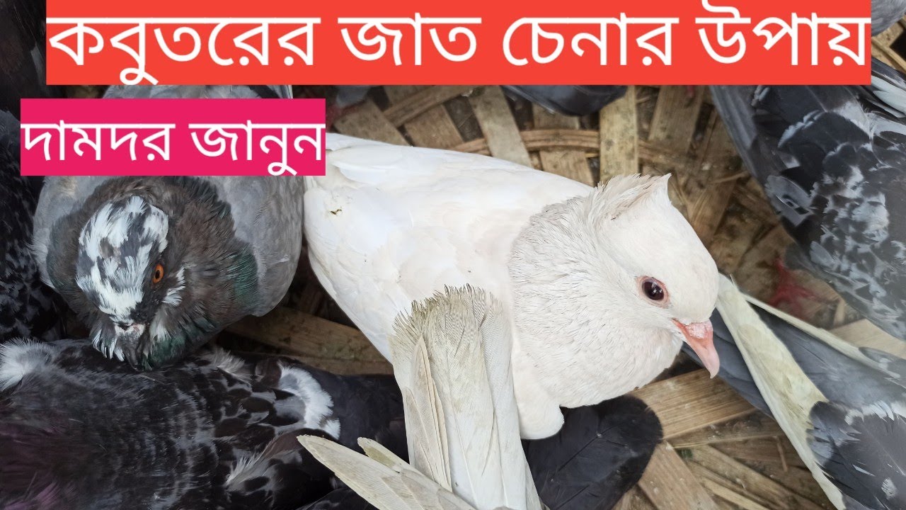 কবুতরের জাত চেনার উপায় | কোন জাতের কবুতরের দাম কেমন জানুন | প্রিয় কৃষি | Priyo Krishi |