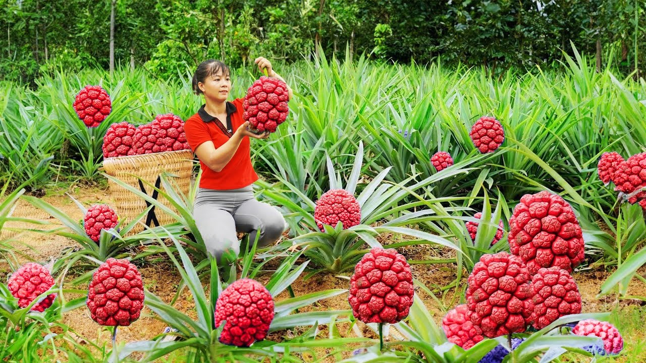 Harvesting Corn Go To Market Sell, Fertilizer For Vegetables | Tiểu Vân Daily Life