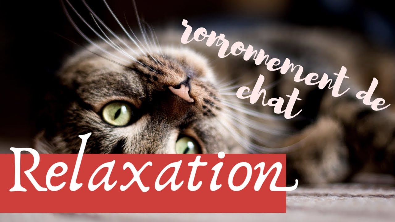 60 mn de Relaxation | ronronnement de chat pour se détendre et bien dormir