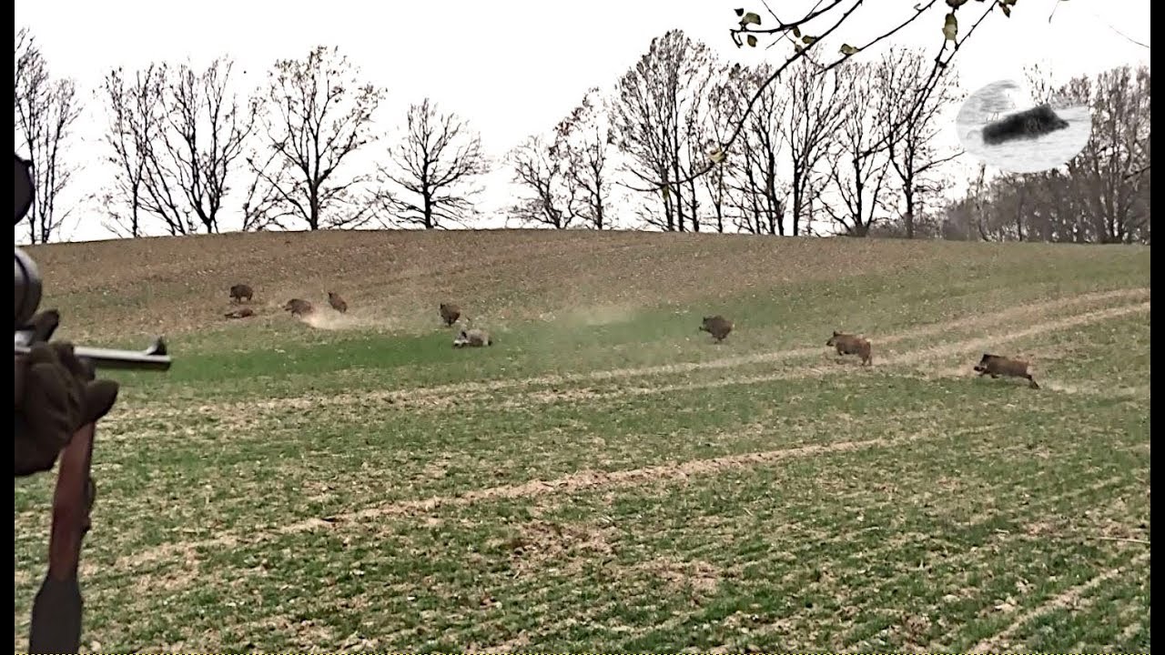Охота на кабана в декабре - лучшие моменты # 1