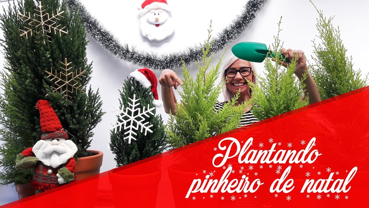Como plantar e cuidar do pinheiro de natal  #Natal #jardinagem #jardim #paisagismo #tuia