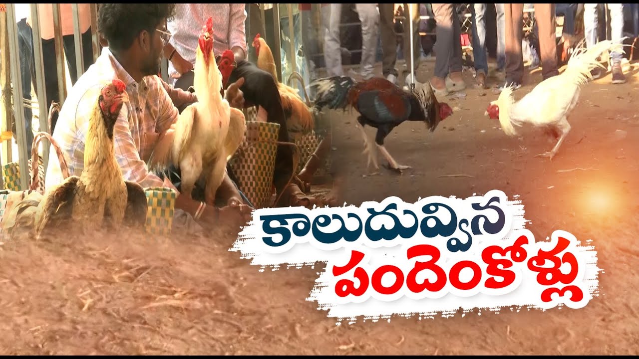 Cock Fights Goes Unabated in Krishna & Godavari Dist | కృష్ణా, గోదావరి జిల్లాలో యదేచ్ఛగా కోడిపందేలు