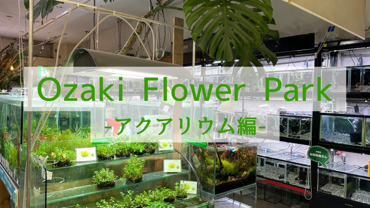 【東京都練馬】観葉植物と水槽セットで飾るインテリア増加中、あなただけのおしゃれ水槽は全てここで揃います！｜アクアリウム編｜Ozaki Flower Park vol2.3