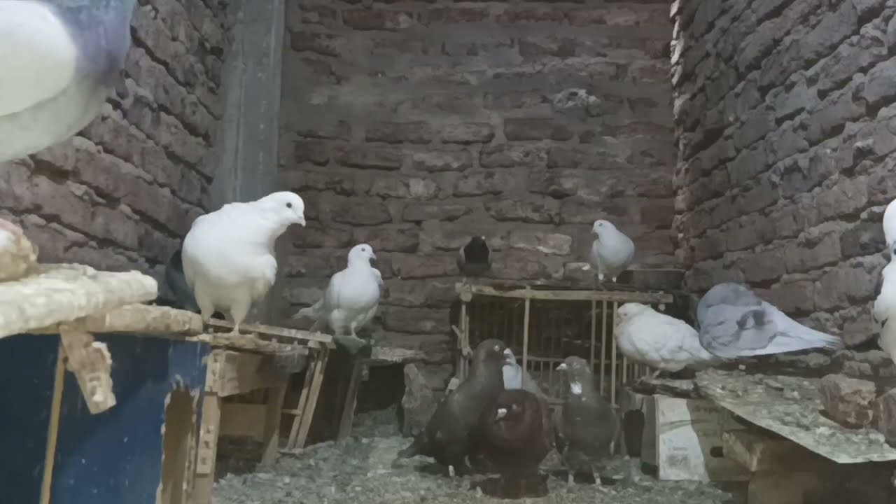 تصوير من غير قصد داخل العشه 