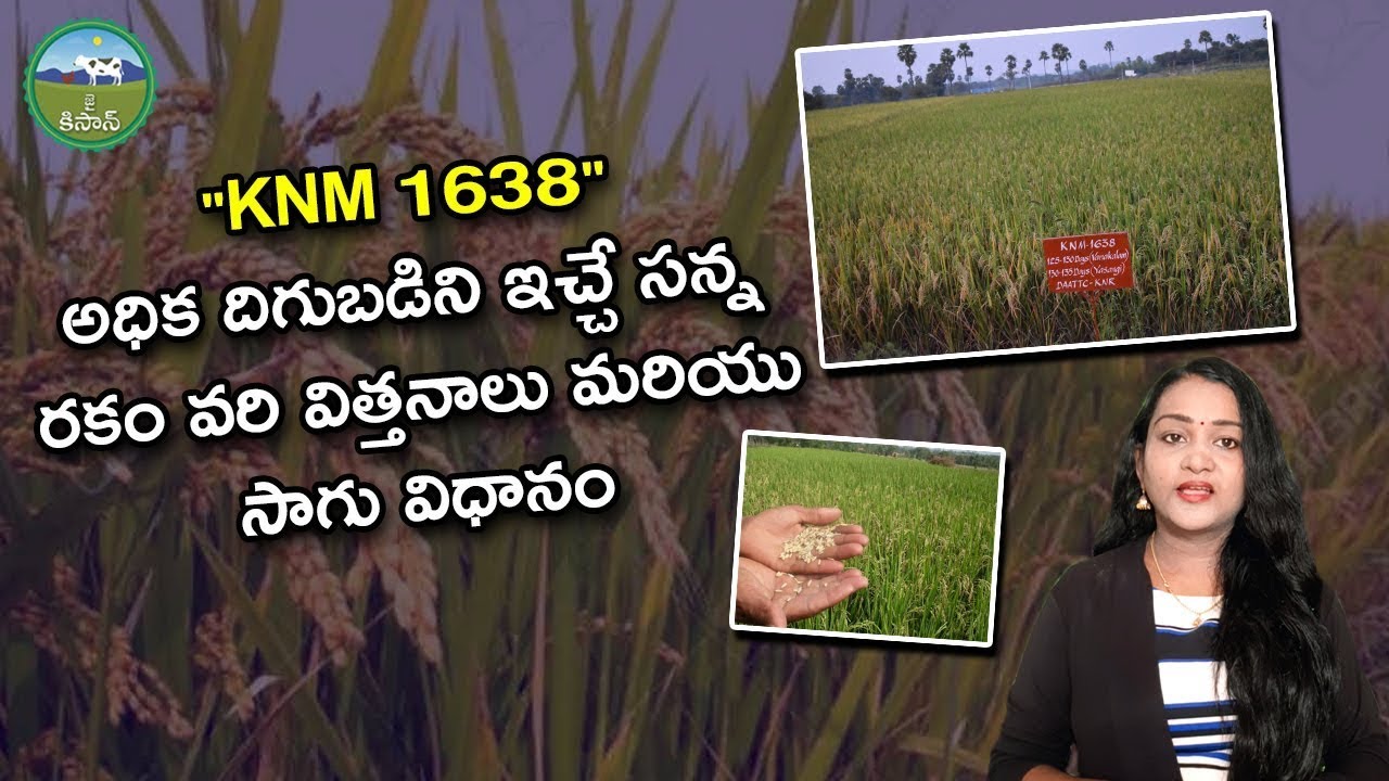 Full Details of KNM 1638 Paddy Seed and Cultivation in Telugu | Agriculture | farming | Jai Kisan