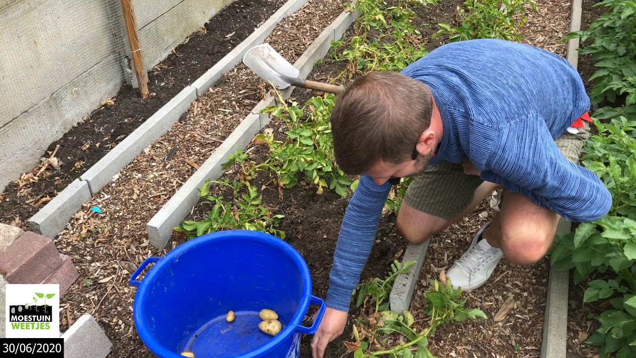 TM20#15 : Mijn vroege aardappelen Annabelle oogsten