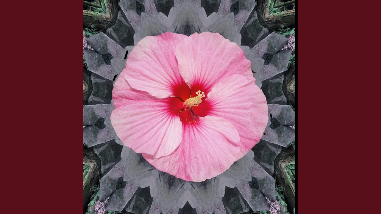Miss Hibiscus