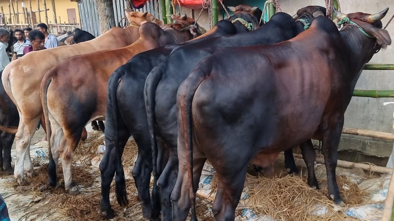 আজকের গহরপুর মাদ্রাসা বাজার গরুর হাট সিলেট উসমানিনগর