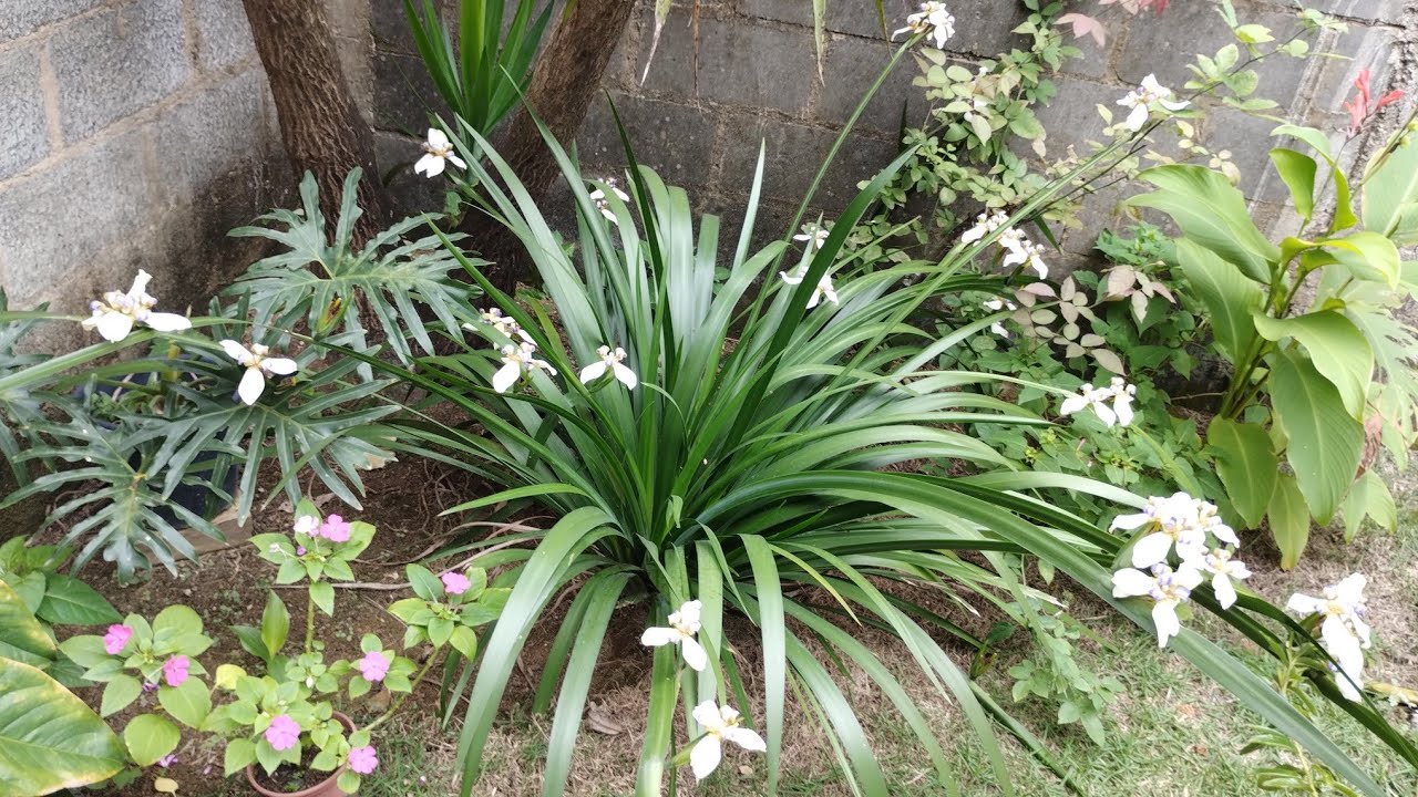 Tour pelo meu Jardim Simples e aconchegante.
