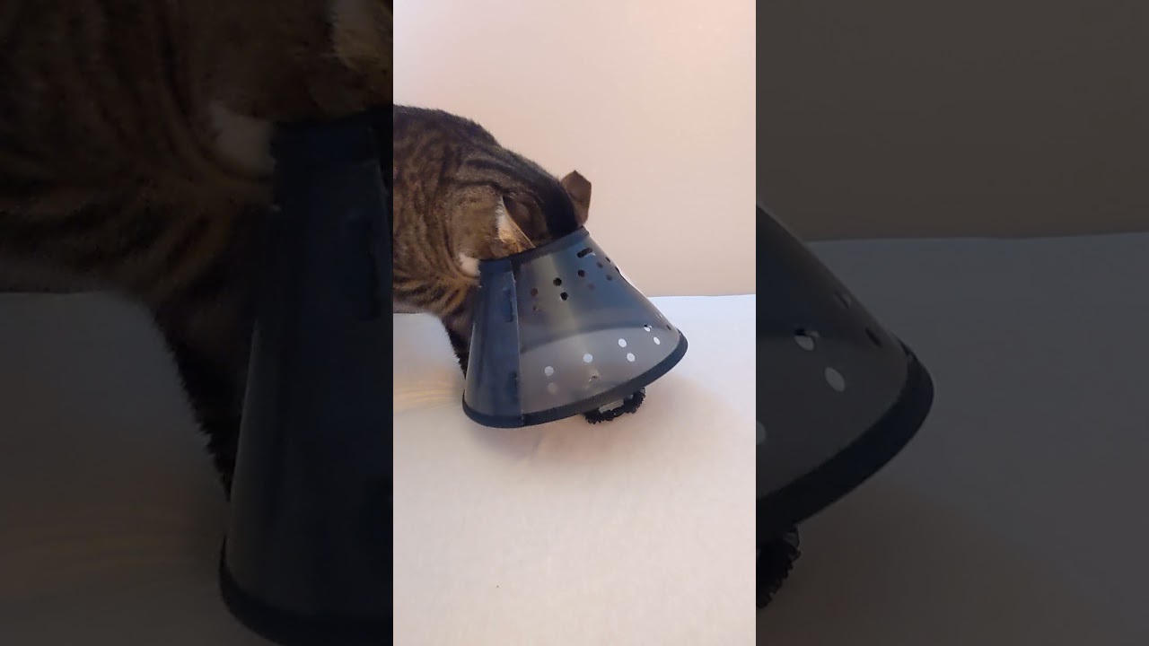 How to put an E-collar on your cat
