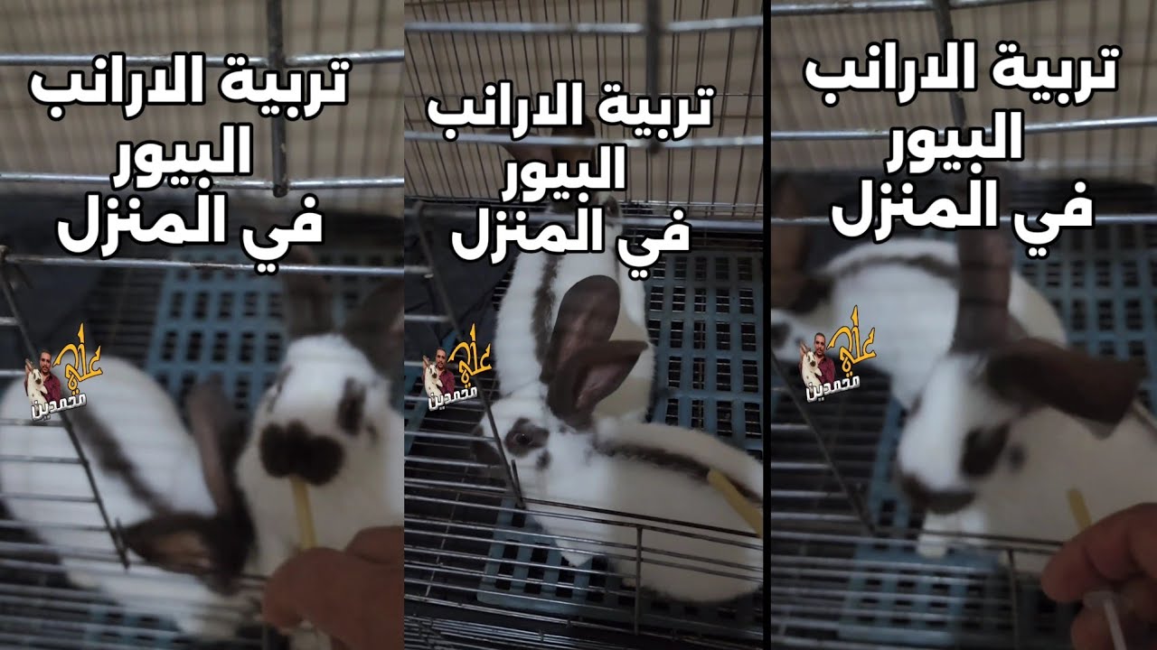 سلسلة تربية منزلية شاملة ومفيدة ومربحة وهواية ارانب