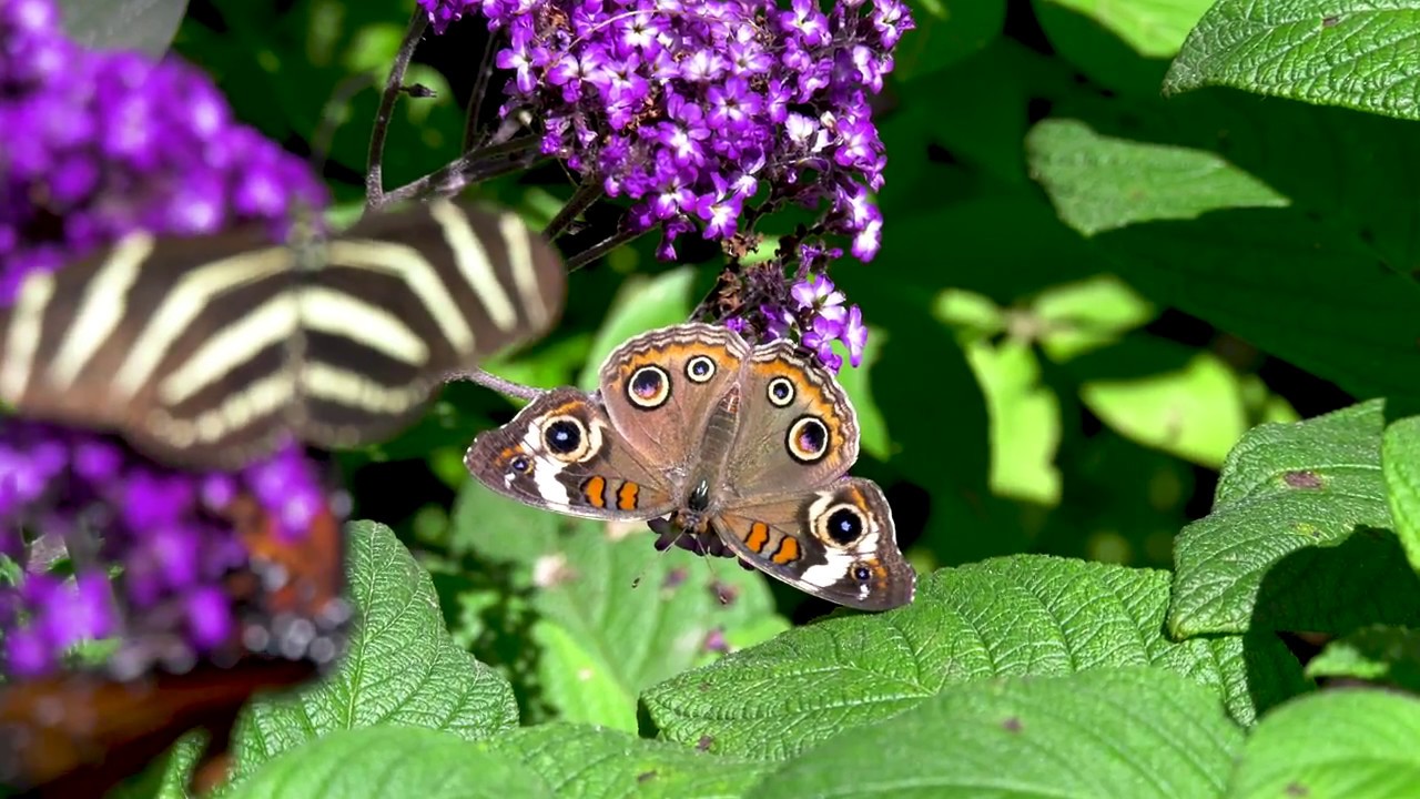 Panasonic HC-X1 Minnesota zoo  4K 60fps