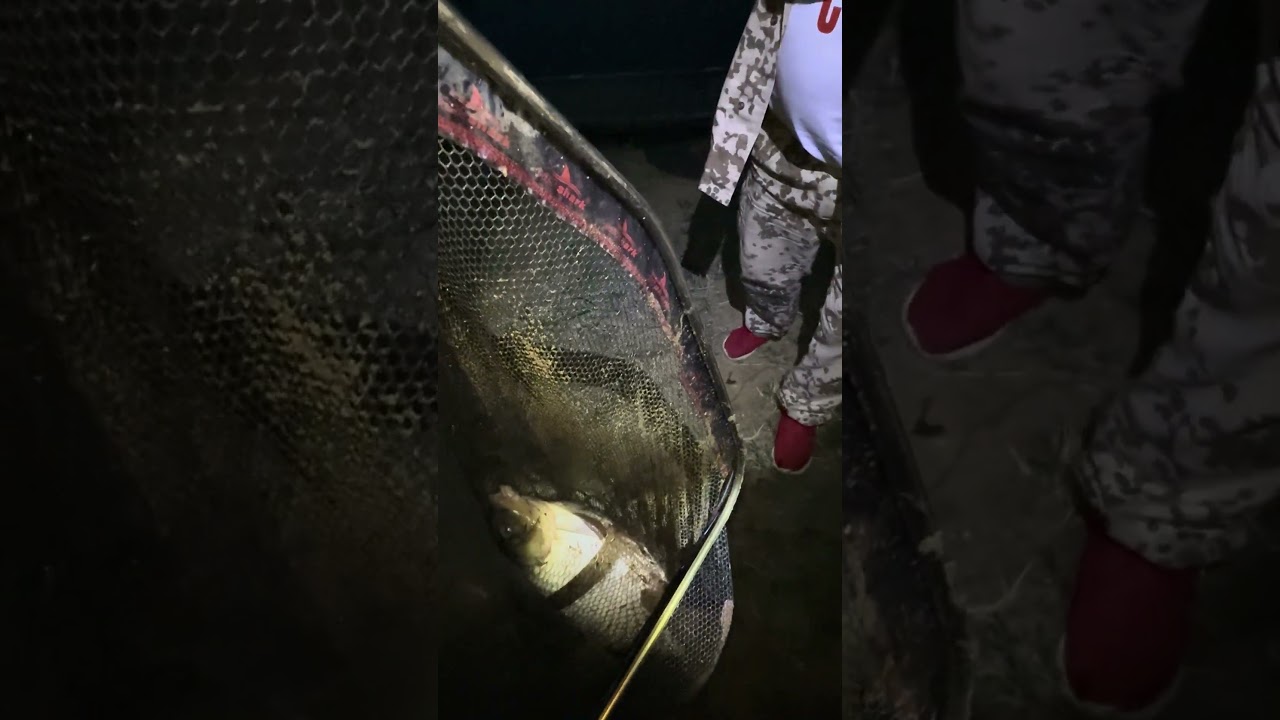Монстр #рыбалкадлядуши #fishing #рыбалканаозере #рыбалка #carpfishing