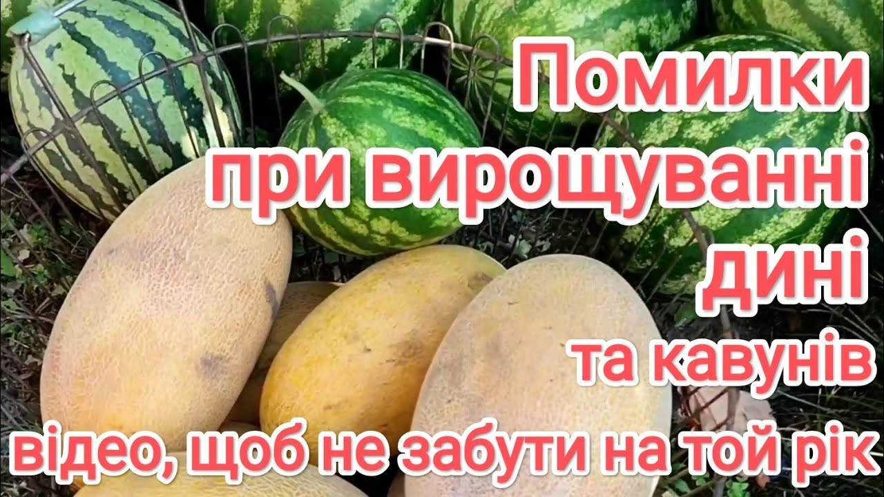 Помилки при вирощуванні динь та кавунів. Улюблені кавуни 🍉🤗