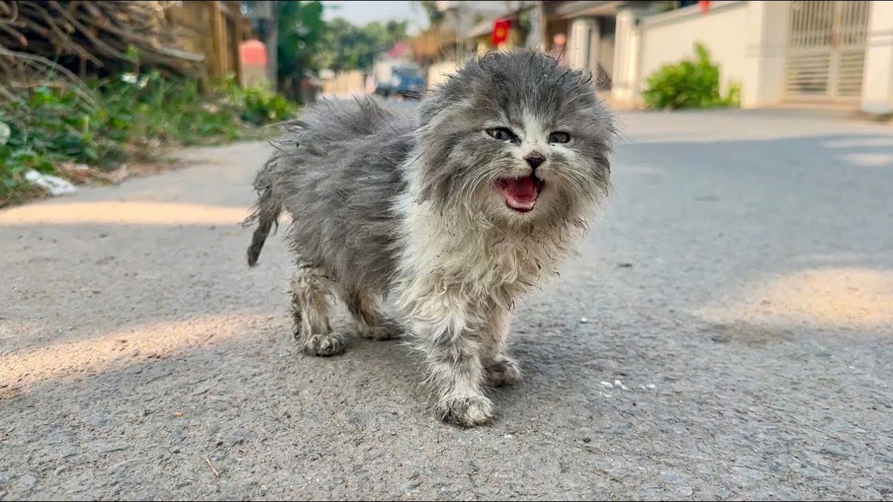Homeless cat wanders around looking for food but no one helps it until this happens!