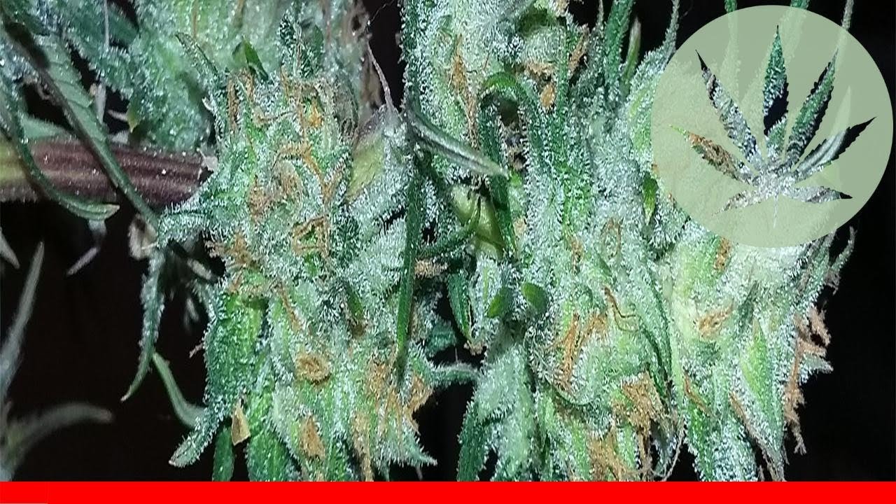 Night Nurse - All About This Strain