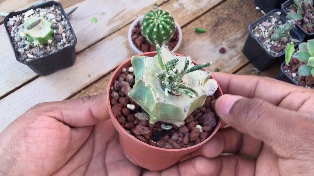 Injerto de tubérculo de Astrophytum caput medusae 🌵