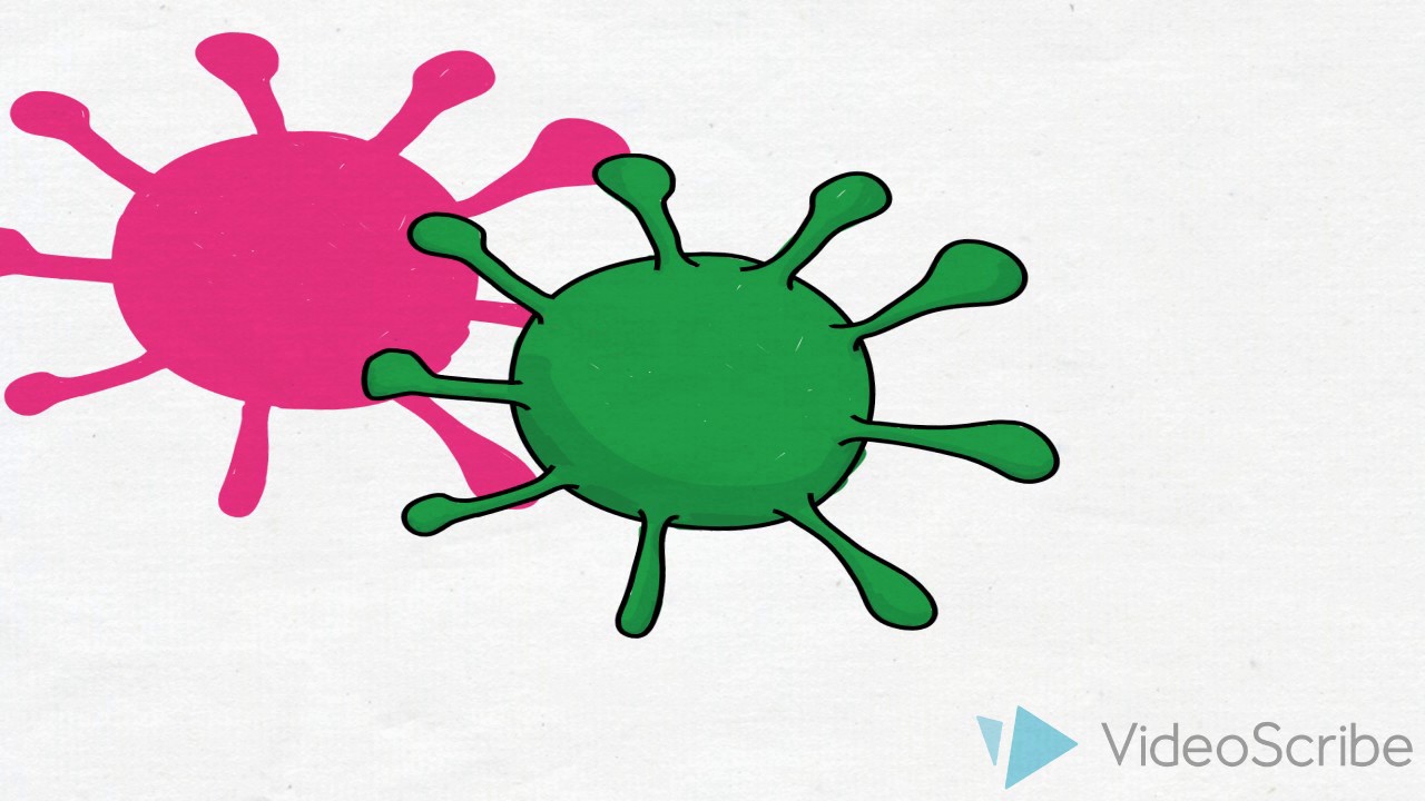 attachment of bacteria