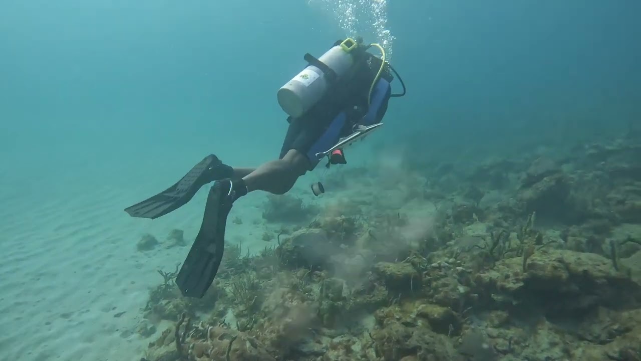 Spectacular Encounter: Remora Fish Gracefully Follow Divers!@ReefRangerSCUBA