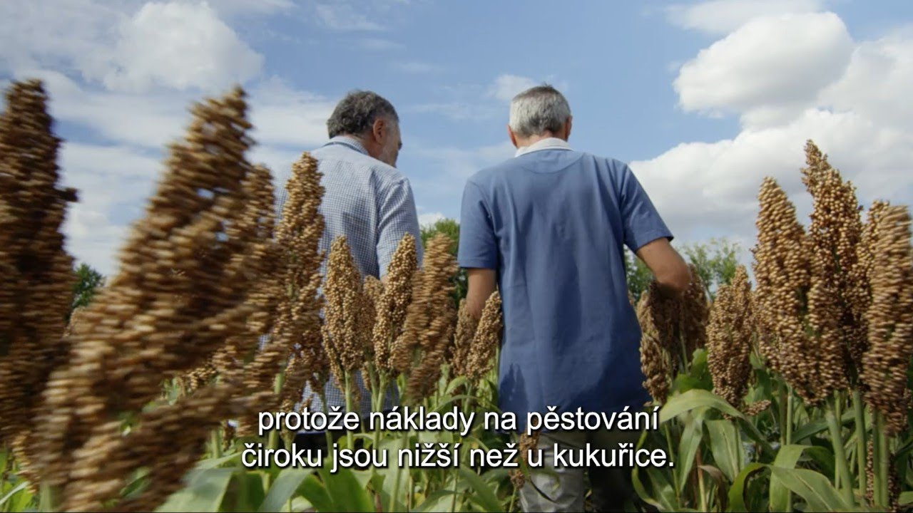 ČIROK - alternativn&iacute; zrnina pro v&yacute;robu krmiv v such&yacute;ch oblastech - Lidea