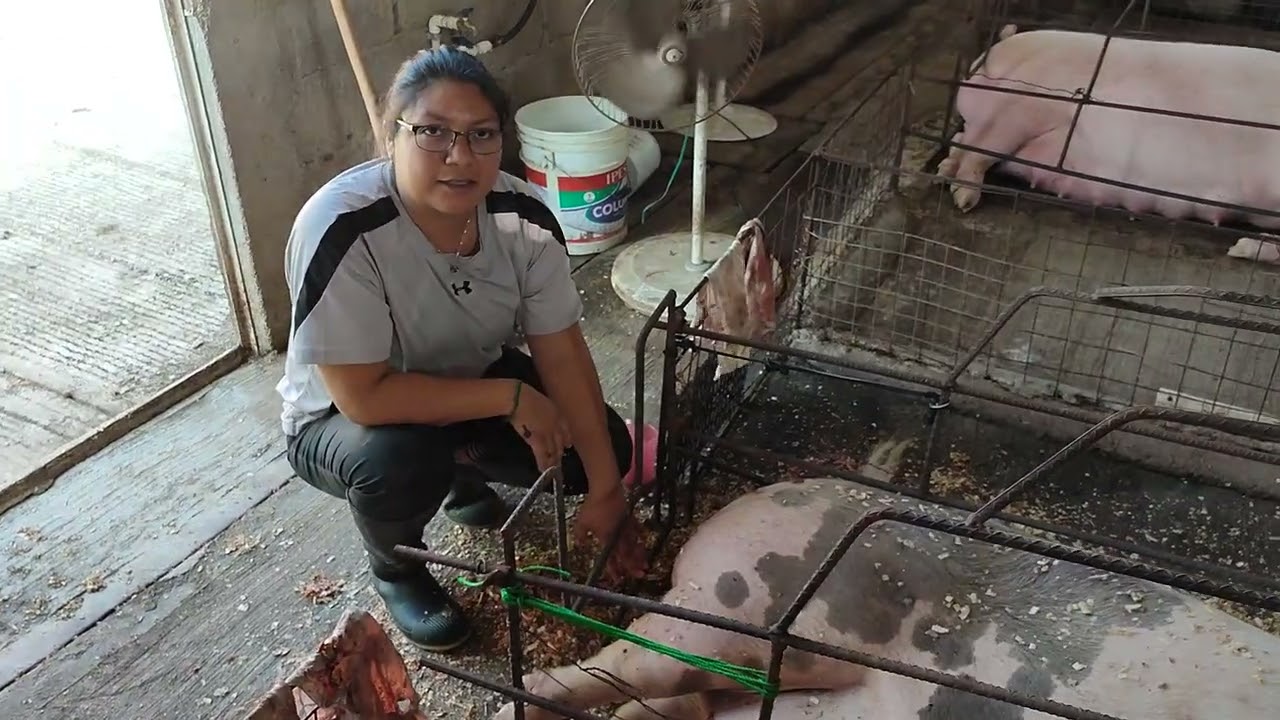 ¿Cómo atender el parto de una cerda? | Mi Granja San Lucas