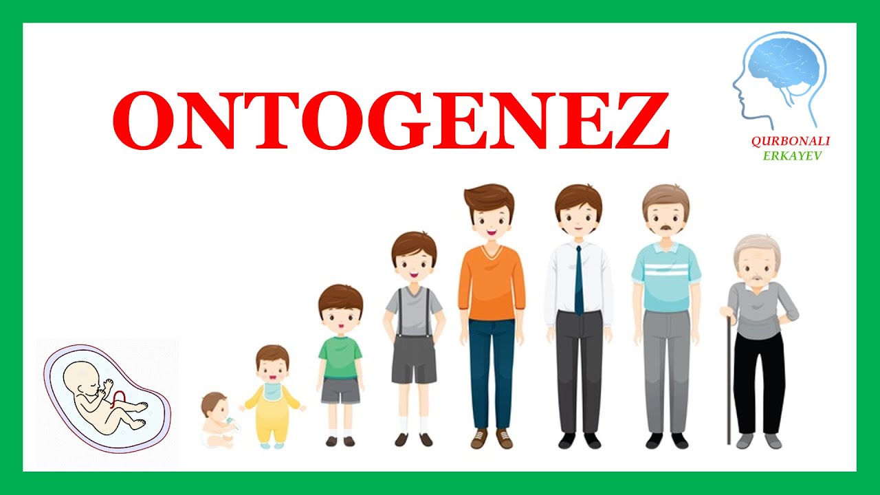 Ontogenez(embrional rivojlanish) Biologiya || Онтогенез(эмбрионал ривожланиш) Биология