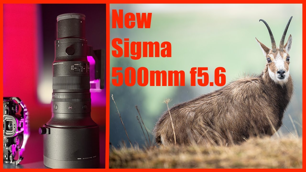 Le Nouvel Objectif Sigma 500mm f5.6 pour Monture Sony : Test terrain et Avis