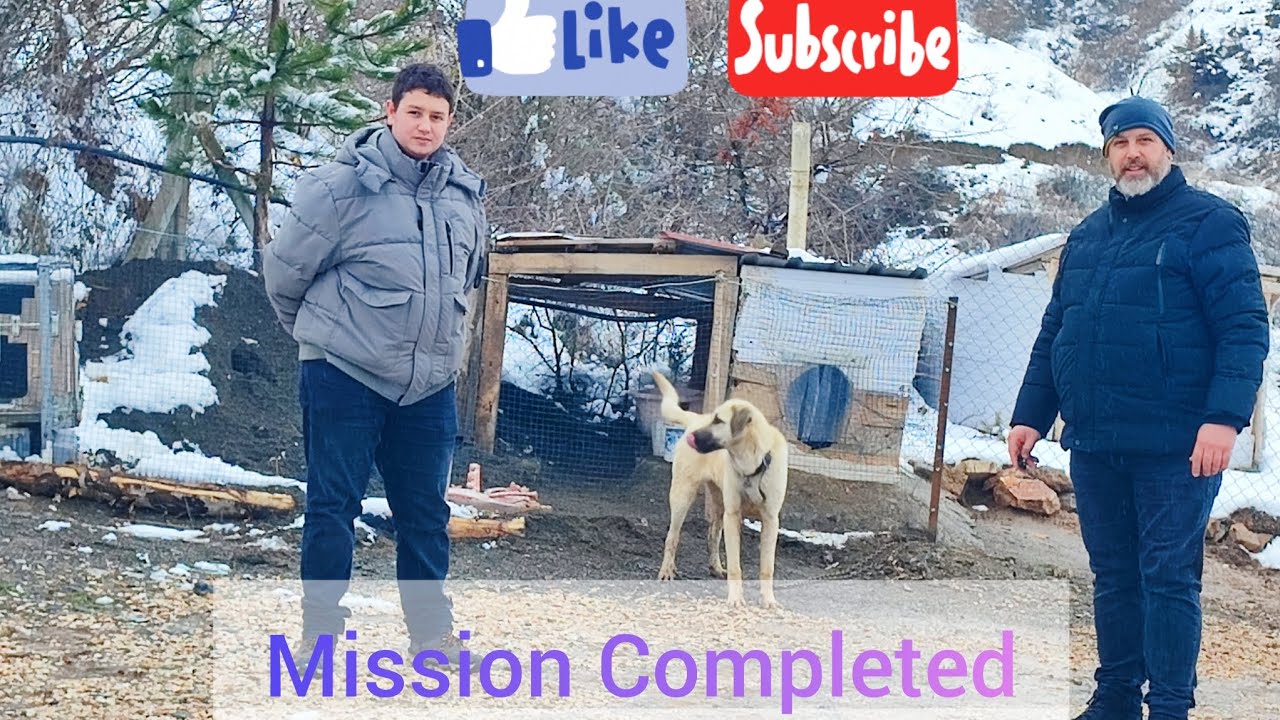 #tokat Demirel çiftliği başımızdan gecenler#köpek#cat#köy hayatı#domuz#kedi#snow#manzara#yabanhayat 