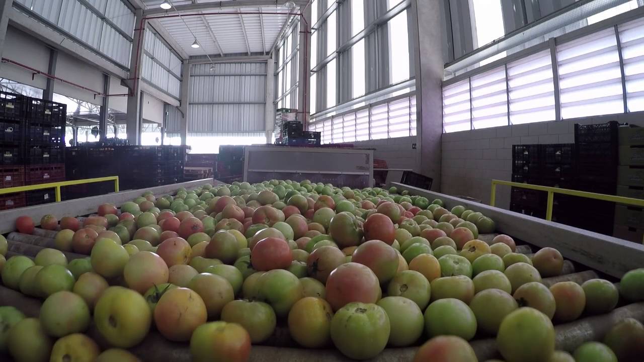 Seleção de tomates | Dois Cunhados