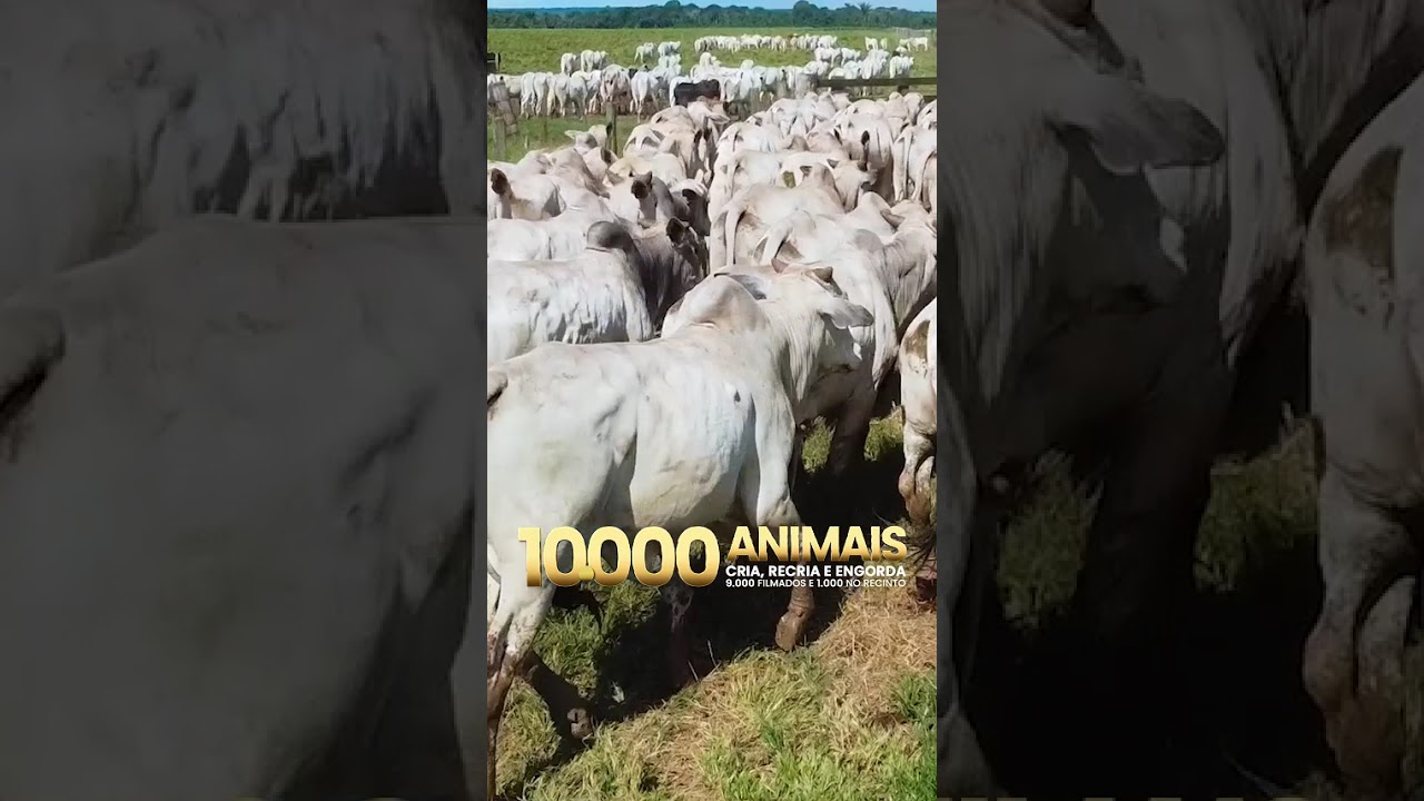 🐂 Convite especial direto de Colíder!