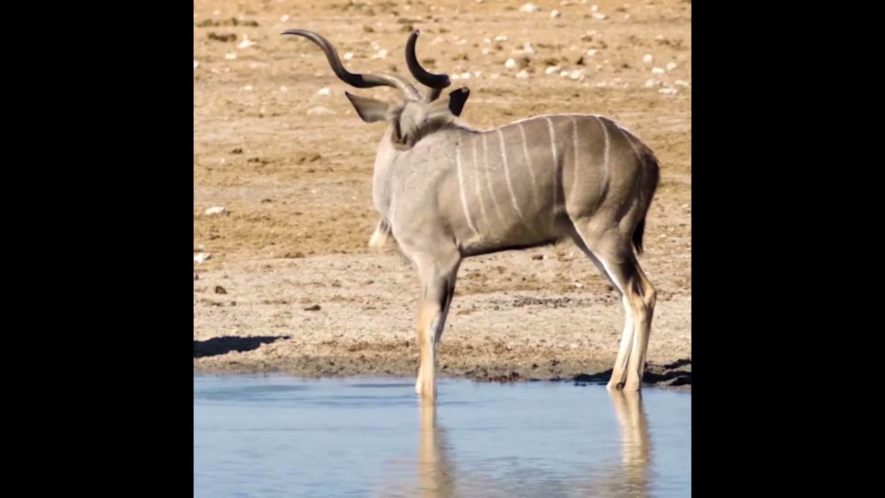 Kudu in an open field||animal video||#shorts #kudu #field