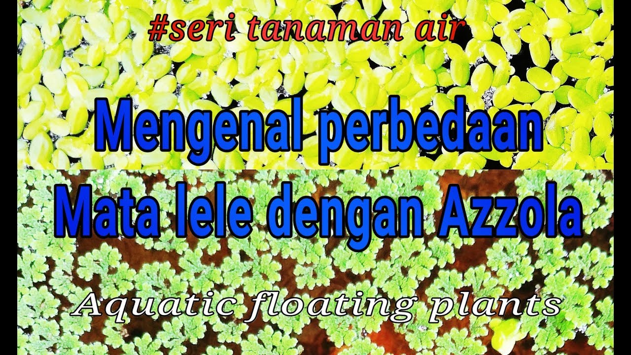MATA LELE & AZOLLA : Perbedaannya apa?