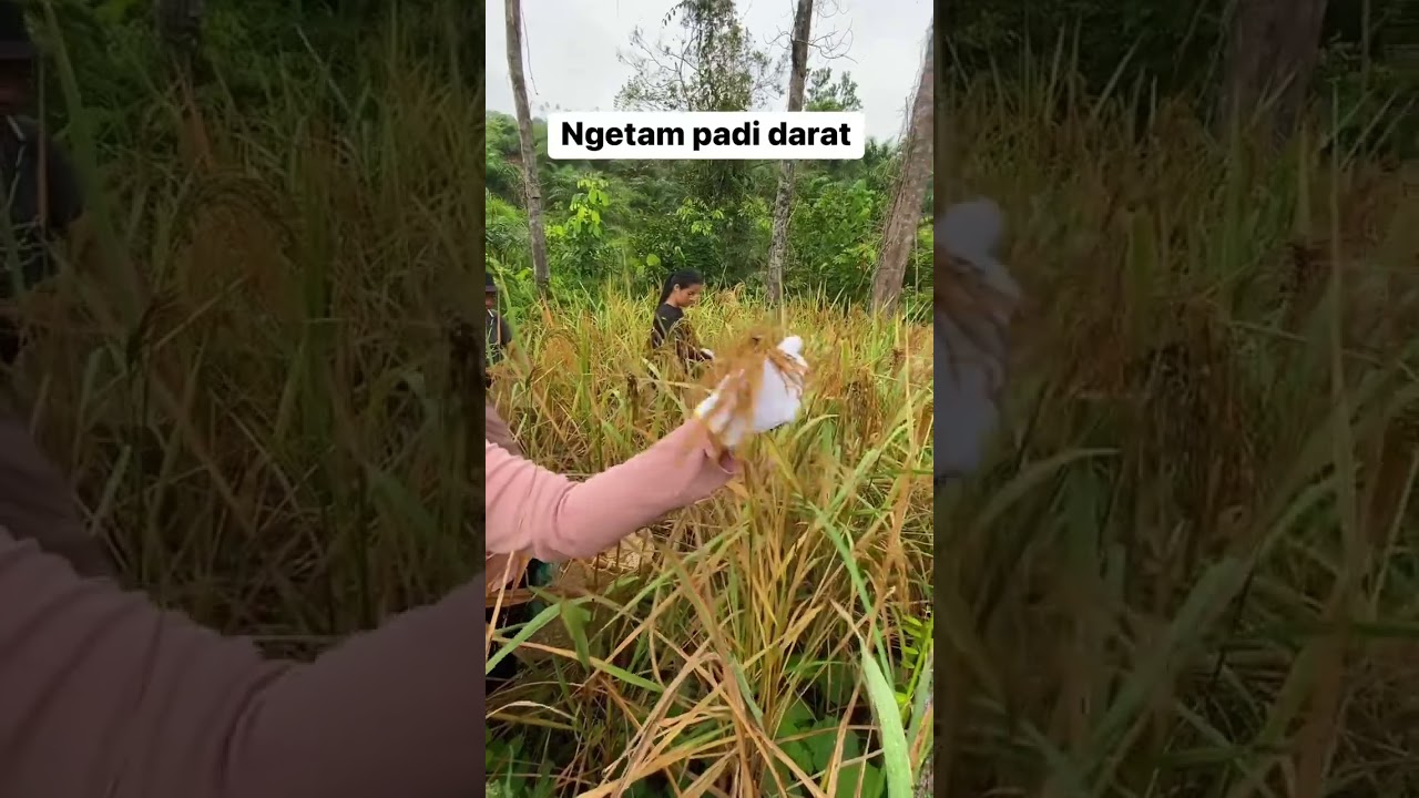 Ngetam padi/panen padi # farming equipment # traditional farming # rice industry # organic rice
