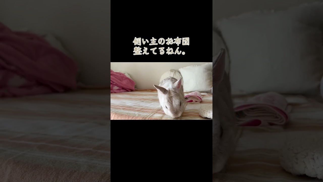 お布団整えやー🐰💨#保護うさぎ #うさぎ #rabbit #bunny #癒し #癒し動画 #かわいい #もふもふ #うさぎのいる生活 #うさぎ好きさんと繋がりたい #ショート動画 #shorts