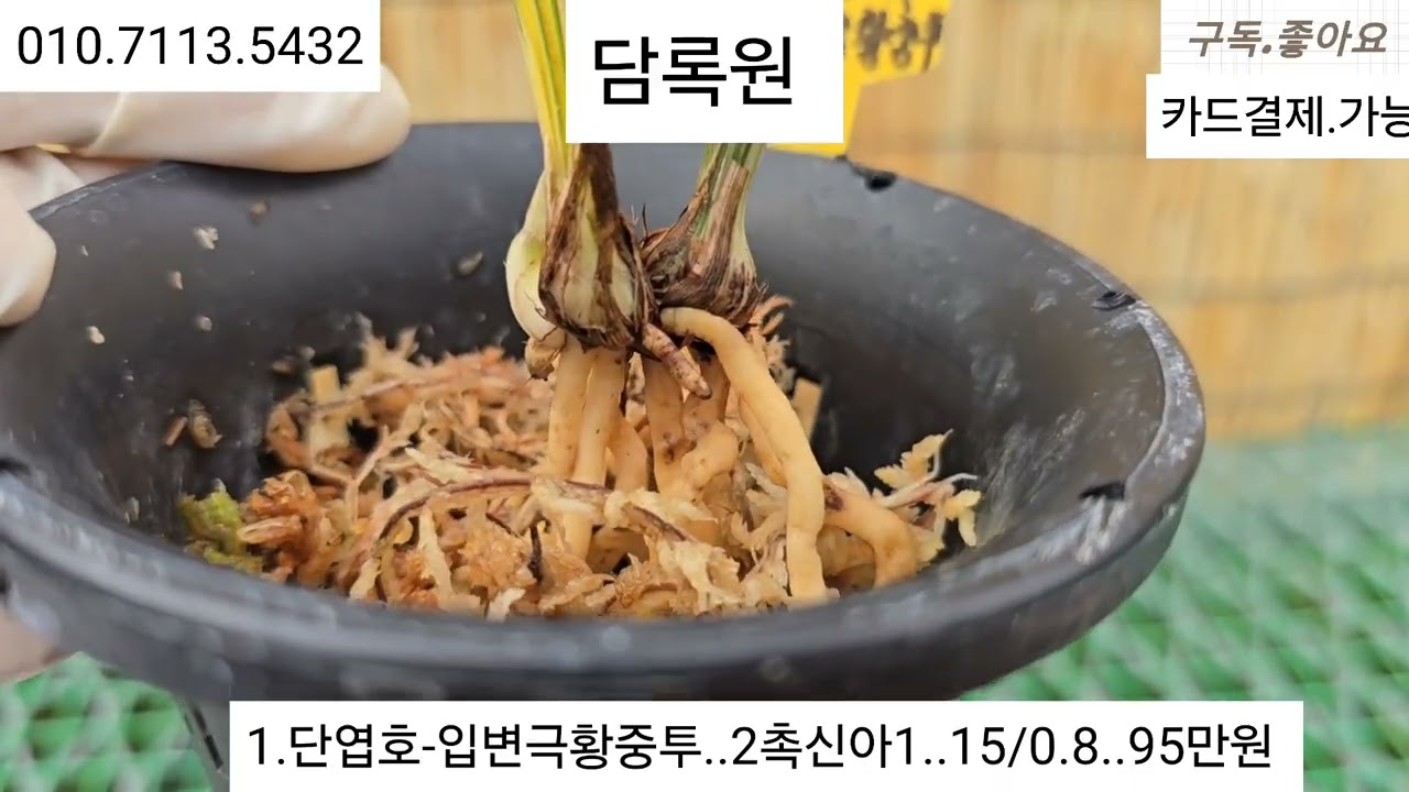 2월25일. 입변극황중투 외..9품종 