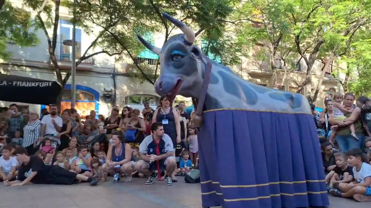 Ball de la Vaqueta. Convidada dels Gegants de Gràcia 2024 (17/08/2024)